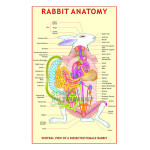 Rabbit Charts, Zoology